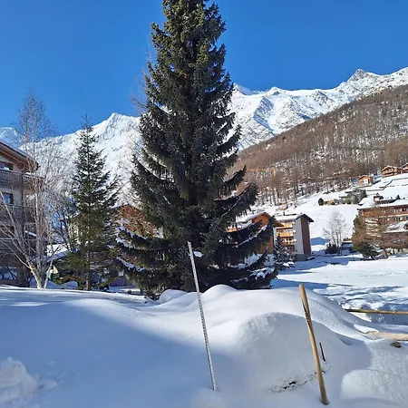 Silberdistel Eg * Saas-Fee